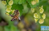 盘点对人类有益的10种昆虫，蜜蜂、七星瓢虫双双上榜