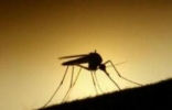 蚊子灭绝了世界会怎样，如果世界上没有蚊子食物链会崩塌