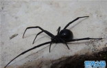 世界十大最毒的毒虫，黑寡妇蜘蛛排名第一