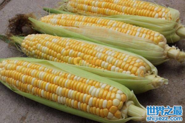 玉米种子排名前十名：龙高L2排第一名，良玉99居第二名