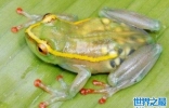 世界十大透明动物排行榜：透明青蛙可看见身体构造