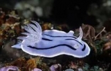 世界上最牛逼的雄性动物，海蛤蝓的一次性阳具用完还能再生 ...