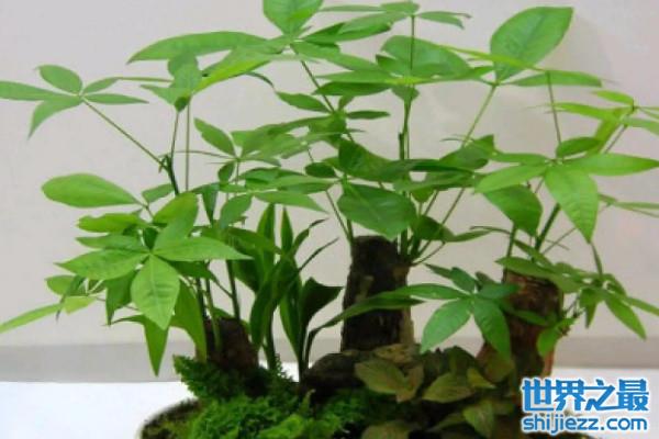 女生办公室适合放什么植物风水好？女性办公室最旺风水植物 ... 