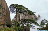 我国最特殊的三棵树：武夷山大红袍母树投保1亿