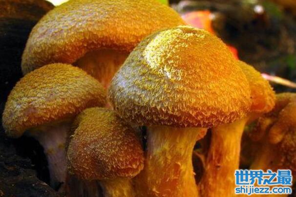 世界最大的生物：蜜环菌占地约37公顷 