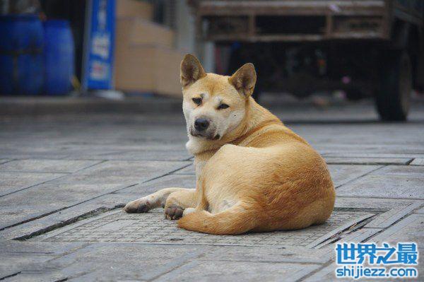 世界上10大人气最高的宠物狗，中华田园犬夺得第一名 