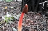 世界上最丑的菌类，鸡屎臭味的红鬼笔（功效堪比灵芝/壮阳） ...
