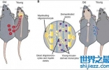 年轻的血液能让人永葆青春？