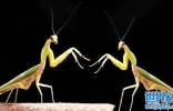螳螂繁衍后代为什么要吃配偶，取决于母螳螂饿不饿(和繁衍无关) ...