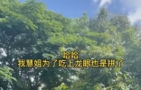 49岁演员田慧定居泰国！用竹竿摘龙眼动作生疏，穿短裤秀白嫩长腿 ...