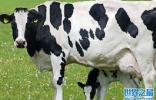 世界最高奶牛来自哪里？美国的布洛瑟姆身高足有两米