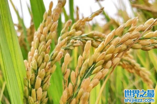 高产水稻前十名的品种