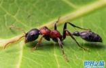 世界上毒性最强的蚂蚁：子弹蚁咬人让人痛不欲生