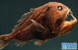 深海处十大可怕的生物盘点：尖牙鱼居首，你见过几种？
