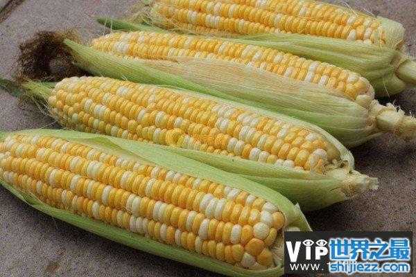 玉米种子排名前十名：龙高L2排第一名，良玉99居第二名