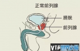 关于前列腺，你应该知道的事