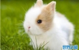十大宠物兔品种，多种垂耳兔上榜，第一最小巧可爱