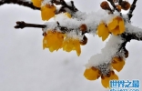 盘点十种在冬天开花的花卉：雪莲上榜，腊梅花居榜首