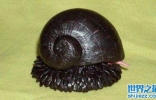 世界十大怪异蜗牛，鳞足蜗牛有着连子弹都打不穿的外壳
