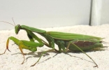 世界最美昆虫排行榜，螳螂居然排第一