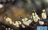 盘点四种冬季庭院冻不死的花卉，梅花排第一位