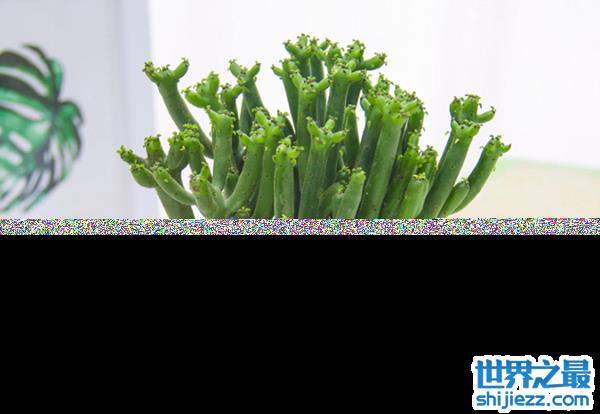 哪些多肉植物有毒图片图片