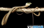 世界上十大最恐怖的毒蛇 非洲腾蛇是最恐怖！