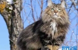 挪威森林猫多少钱一只,挪威森林猫日常饲养（最耐寒的猫）