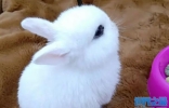 世界上最漂亮的兔子：公主兔/安哥拉兔等(一眼将人萌翻)