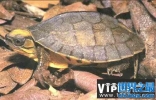世界上最稀有的八大名龟，第一名想不到是它