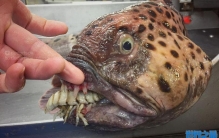 俄一渔夫网上分享捕捉到的各种奇怪海底生物
