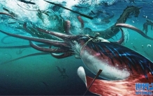 三米长的巨型深海生物现身浅水区 是否预示着会有大事发生