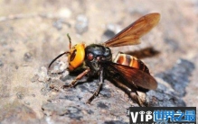 世界上最毒的十大昆虫排名，大虎头蜂居榜首