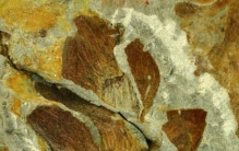 科学家发现2.37亿年前植物界的“跨界者”