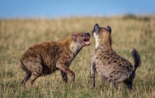 斑鬣狗为什么喜欢掏肛？动物被掏肛时为什么原地不动？