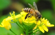 如果这种生物从地球上消失人类最多只能再生存四年