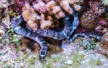 海洋中最危险的怪物之一 在毒蛇榜上可以排名第二