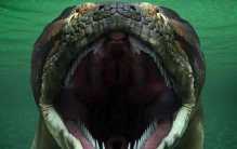 世界上最强大的怪蛇 曾经把之前鳄鱼当成零食（史前巨蛇）