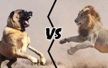 狮子vs坎高犬，如果猫科老大和犬科三哥单挑，谁会笑到最后呢？