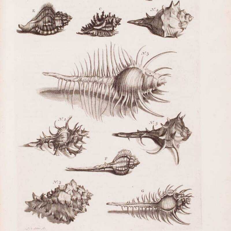 25幅深海生物的复古插图,看起来实在太奇怪了 