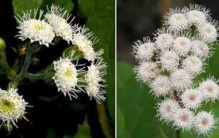 “植物头号杀手”紫茎泽兰强势入侵