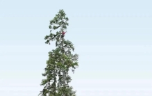 与牛顿同年生的“中国第一高树”，经历了什么？