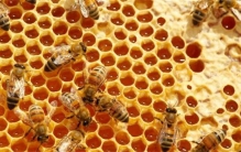 纯天然的蜂蜜到底安不安全 看看这些例子就知道了（天然蜂蜜）