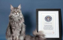世界上最大的猫排行榜：缅因猫夺冠，布偶猫居第二