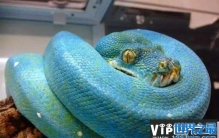 世界上最罕见最珍稀的蛇Top10，蓝血蛇价值连城