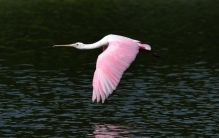 世界上最绚丽的十种鸟类，粉红琵鹭排第一名