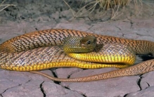 世界十大剧毒蛇排名：眼镜王蛇垫底，第一是细鳞太攀蛇