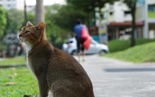 世界上最小的猫种 仅重2.5公斤（新加坡猫）