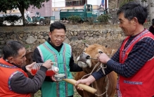 浙江一山村有个“怪”风俗：耕牛喝酒，越喝越有，啥讲究