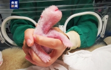 刷新纪录！全球最重大熊猫宝宝诞生